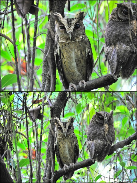Otus lempiji•&copy; Leshon Lee•All Rights Reserved