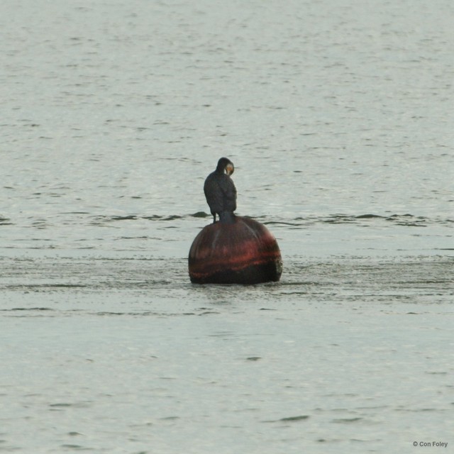 Phalacrocorax carbo•&copy; Con Foley•All Rights Reserved