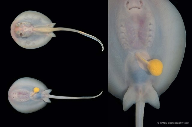 Dasyatidae sp. "a0e2a795"•&copy; CMBS photography team•All Rights Reserved