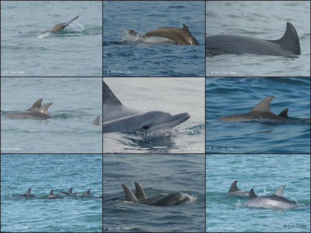 Tursiops aduncus•&copy; Con Foley•All Rights Reserved