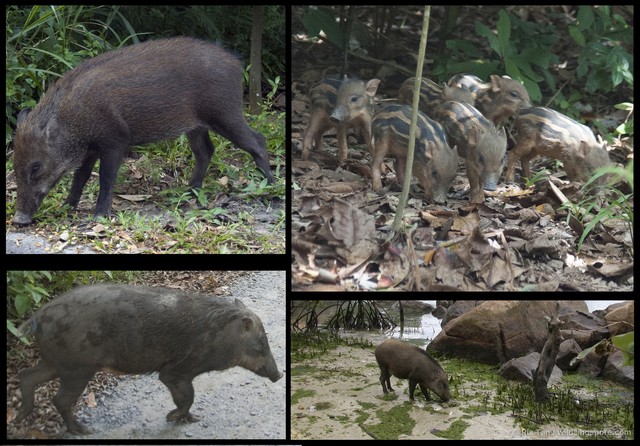 Sus scrofa•&copy; Ria Tan•All Rights Reserved