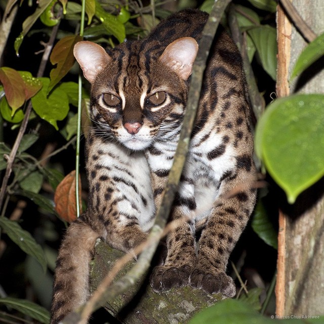 Prionailurus bengalensis•&copy; Marcus Chua Aik Hwee•All Rights Reserved