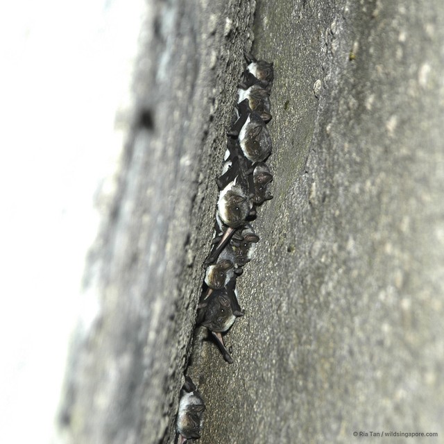 Saccolaimus saccolaimus•&copy; Ria Tan•All Rights Reserved