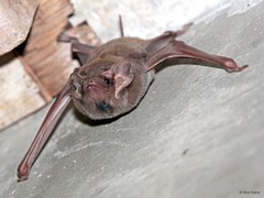 Taphozous (Taphozous) melanopogon Temminck, 1841