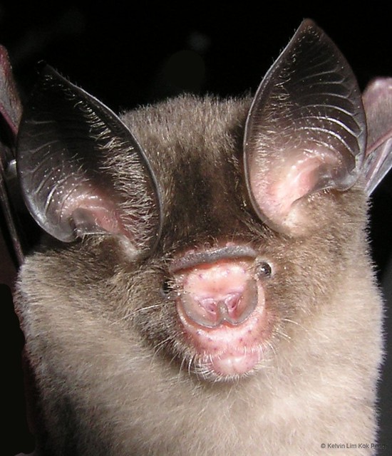 Hipposideros bicolor•&copy; Kelvin Lim Kok Peng•All Rights Reserved