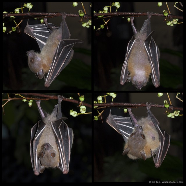 Cynopterus brachyotis•&copy; Ria Tan•All Rights Reserved