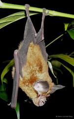 Rhinolophus refulgens K.Andersen, 1905