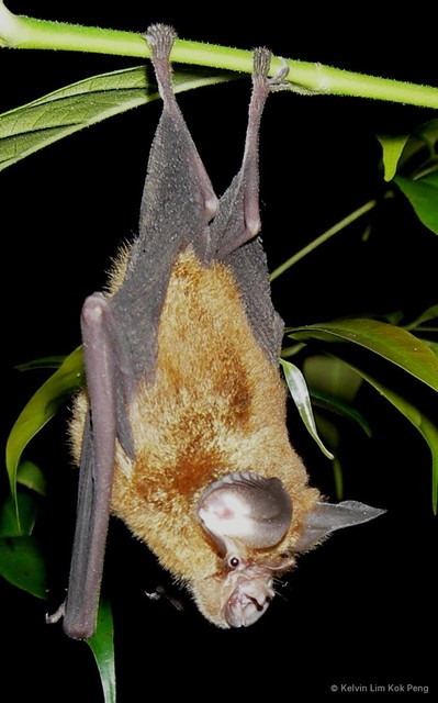 Rhinolophus refulgens•&copy; Kelvin Lim Kok Peng•All Rights Reserved