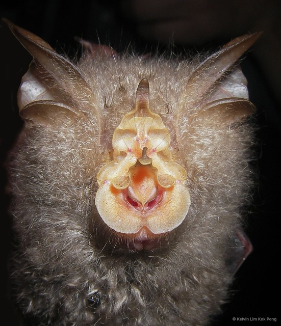 Rhinolophus trifoliatus•&copy; Kelvin Lim Kok Peng•All Rights Reserved