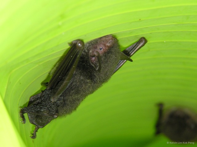 Myotis (Myotis) muricola•&copy; Kelvin Lim Kok Peng•All Rights Reserved