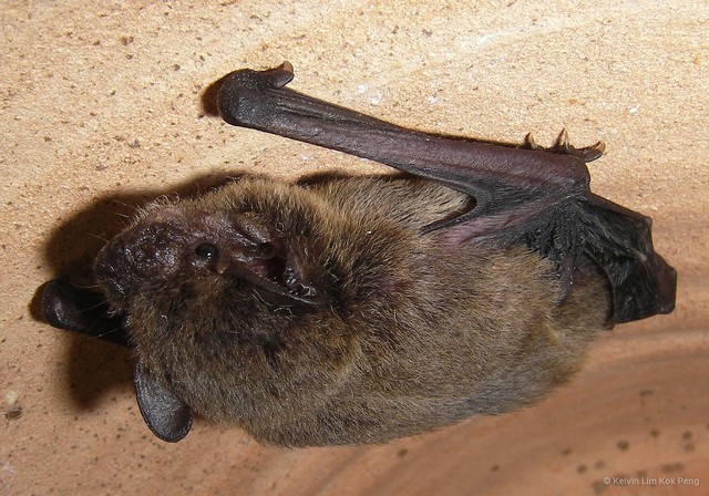 Pipistrellus javanicus•&copy; Kelvin Lim Kok Peng•All Rights Reserved