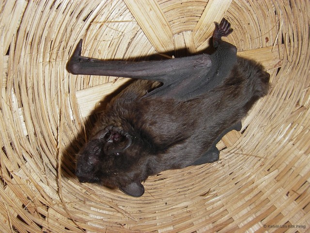 Pipistrellus stenopterus•&copy; Kelvin Lim Kok Peng•All Rights Reserved