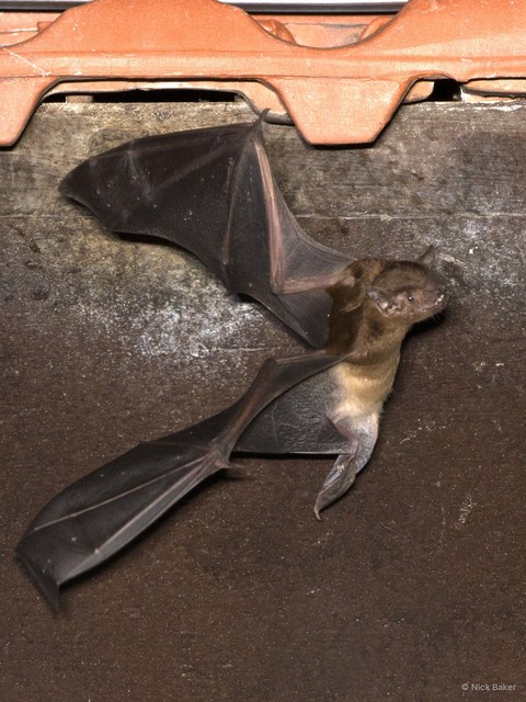 Scotophilus kuhlii•&copy; Nick Baker•All Rights Reserved