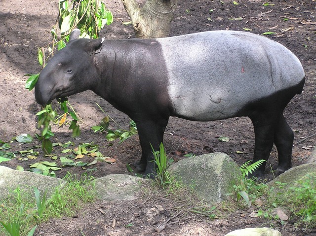 Tapirus (Acrocodia) indicus•&copy; Kelvin Lim Kok Peng•All Rights Reserved