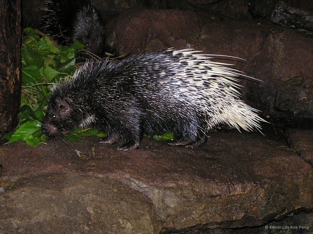 Hystrix (Acanthion) brachyura•&copy; Kelvin Lim Kok Peng•All Rights Reserved