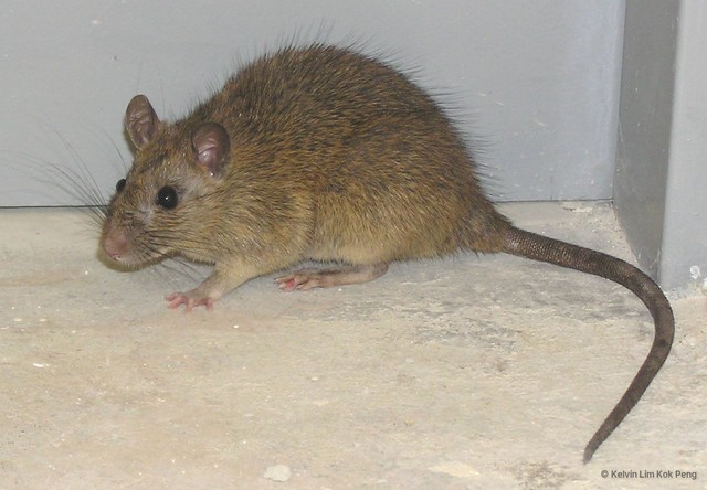 Rattus tanezumi•&copy; Kelvin Lim Kok Peng•All Rights Reserved