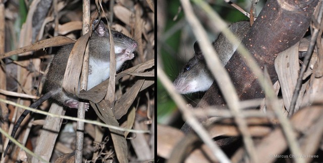 Rattus tiomanicus•&copy; Marcus Chua Aik Hwee•All Rights Reserved