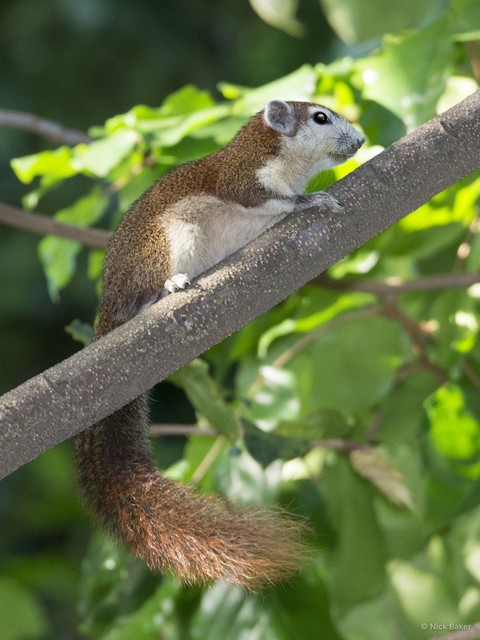Callosciurus finlaysonii•&copy; Nick Baker•All Rights Reserved