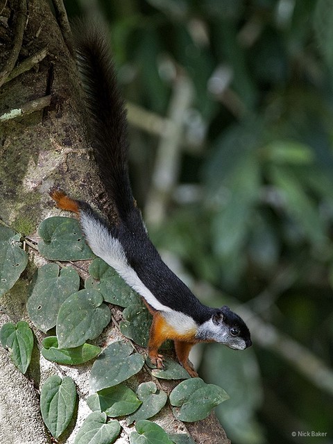 Callosciurus prevostii•&copy; Nick Baker•All Rights Reserved