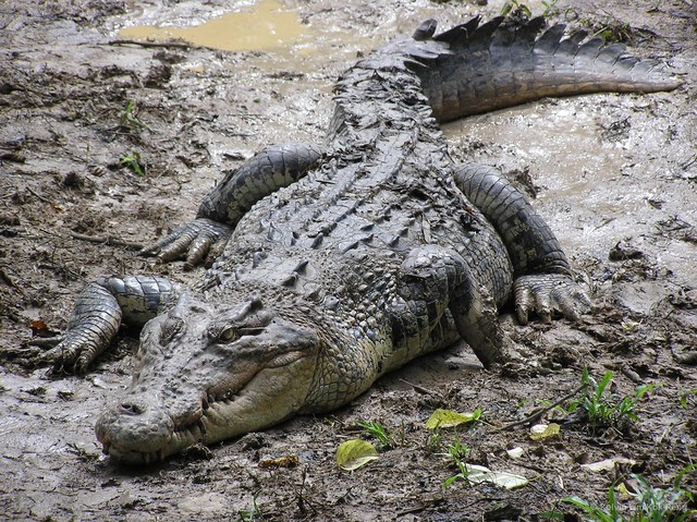 Crocodylus porosus•&copy; Kelvin Lim Kok Peng•All Rights Reserved