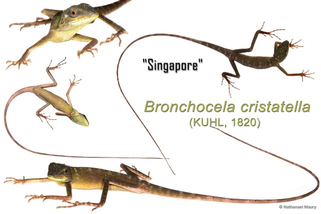 Bronchocela cristatella•&copy; Nathanael Maury•All Rights Reserved