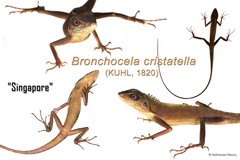 Bronchocela cristatella•&copy; Nathanael Maury•All Rights Reserved