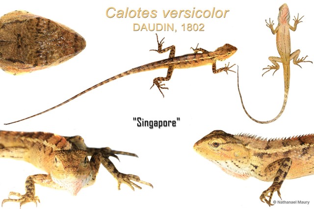 Calotes versicolor•&copy; Nathanael Maury•All Rights Reserved