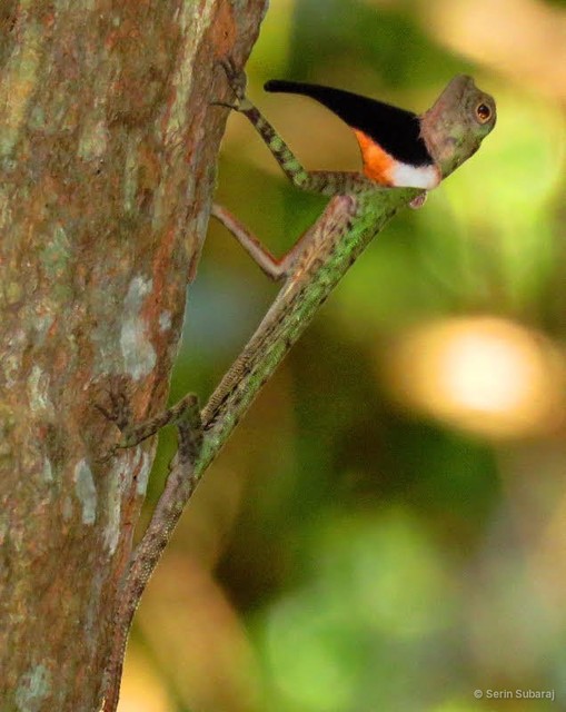 Draco melanopogon•&copy; Serin Subaraj•All Rights Reserved