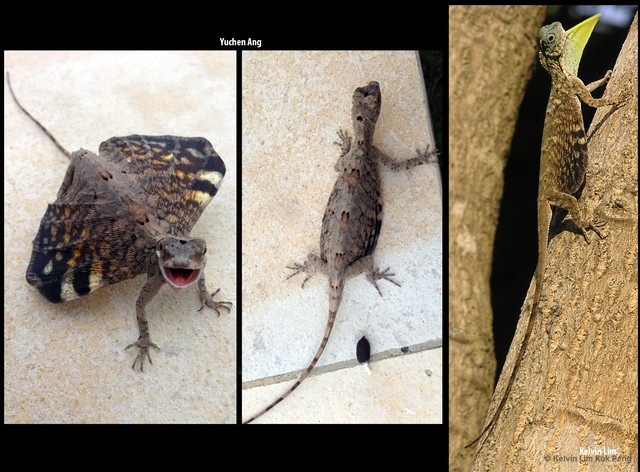 Draco sumatranus•&copy; Kelvin Lim Kok Peng•All Rights Reserved