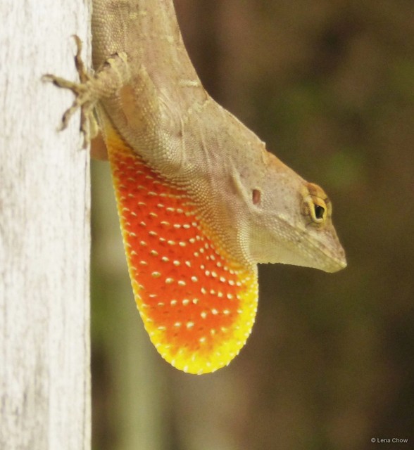 Anolis sagrei•&copy; Lena Chow•All Rights Reserved