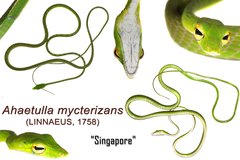 Ahaetulla mycterizans•&copy; Kenneth Chin•All Rights Reserved