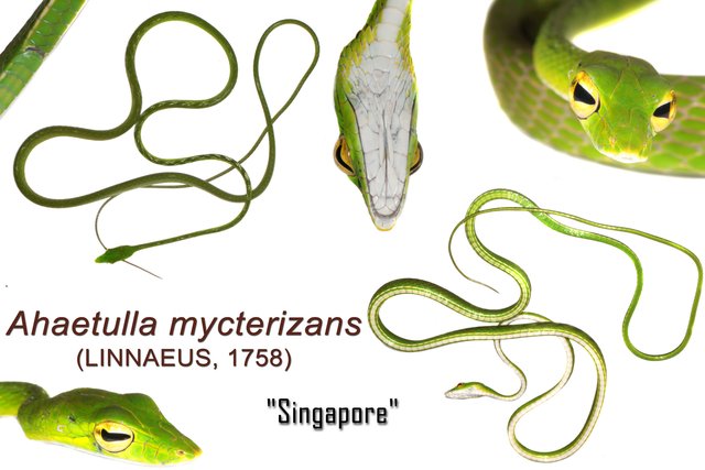 Ahaetulla mycterizans•&copy; Kenneth Chin•All Rights Reserved