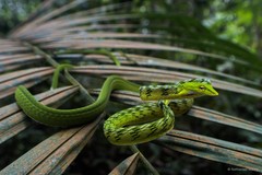 Ahaetulla mycterizans•&copy; Nathanael Maury•All Rights Reserved