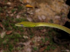 Ahaetulla prasina•&copy; Nathanael Maury•All Rights Reserved