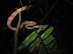 Boiga cynodon•&copy; Kenneth Chin•All Rights Reserved