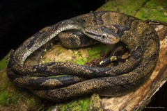 Boiga cynodon•&copy; Nathanael Maury•All Rights Reserved