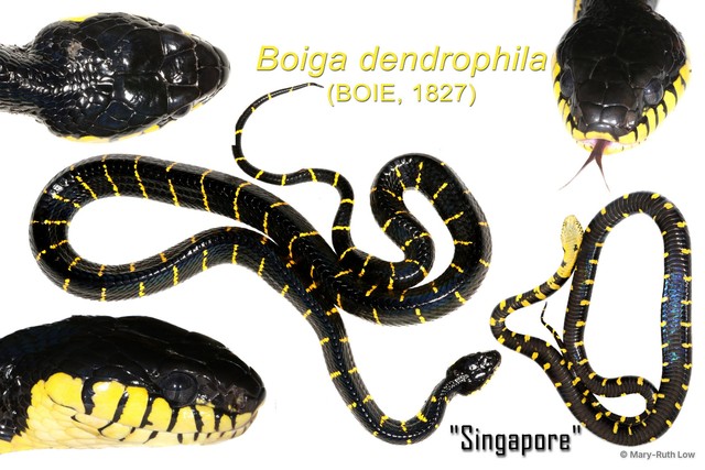 Boiga dendrophila•&copy; Mary-Ruth Low•All Rights Reserved