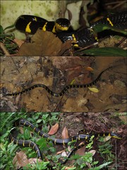 Boiga dendrophila•&copy; Nathanael Maury•All Rights Reserved