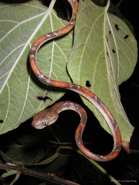 Boiga drapiezii•&copy; Kelvin Lim Kok Peng•All Rights Reserved