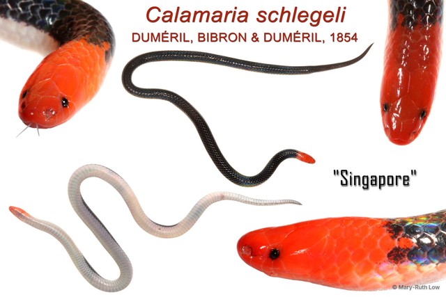 Calamaria schlegeli•&copy; Mary-Ruth Low•All Rights Reserved