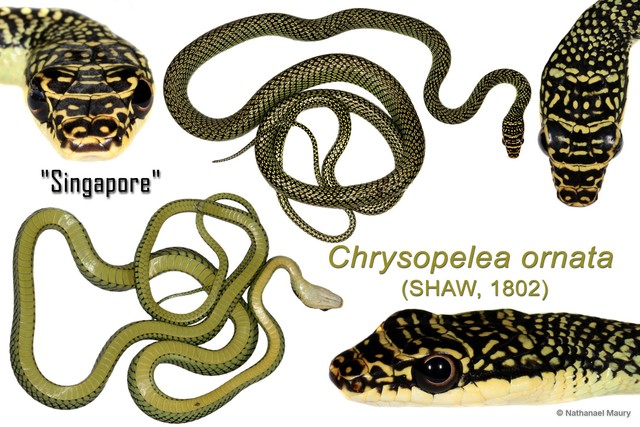 Chrysopelea ornata•&copy; Nathanael Maury•All Rights Reserved