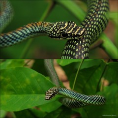 Chrysopelea paradisi•&copy; Nathanael Maury•All Rights Reserved