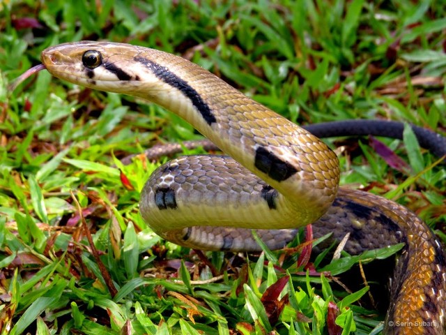 Coelognathus flavolineatus•&copy; Serin Subaraj•All Rights Reserved