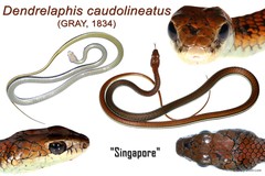 Dendrelaphis caudolineatus•&copy; Mary-Ruth Low•All Rights Reserved