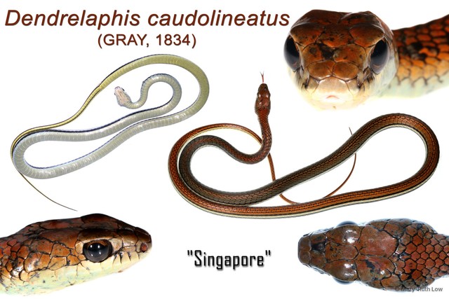 Dendrelaphis caudolineatus•&copy; Mary-Ruth Low•All Rights Reserved