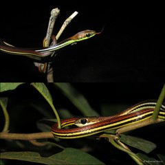 Dendrelaphis caudolineatus•&copy; Nathanael Maury•All Rights Reserved