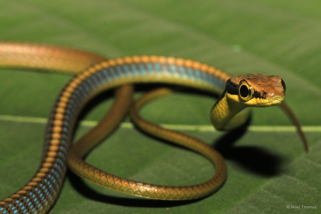 Dendrelaphis cyanochloris•&copy; Noel Thomas•All Rights Reserved