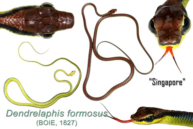 Dendrelaphis formosus•&copy; Kenneth Chin•All Rights Reserved