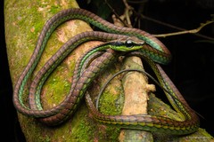 Dendrelaphis formosus•&copy; Nathanael Maury•All Rights Reserved