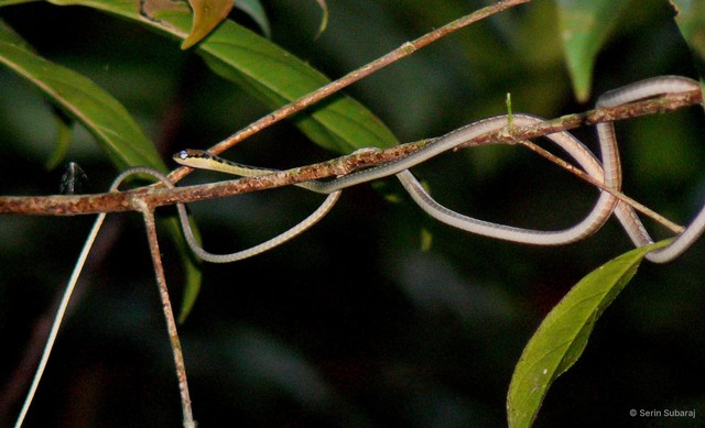 Dendrelaphis haasi•&copy; Serin Subaraj•All Rights Reserved